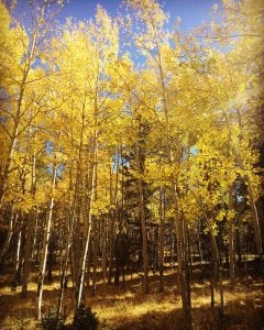 Fall foliage in colorado