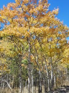 Boreas Pass