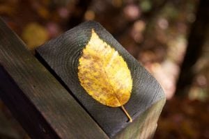 Fall leaf foliage