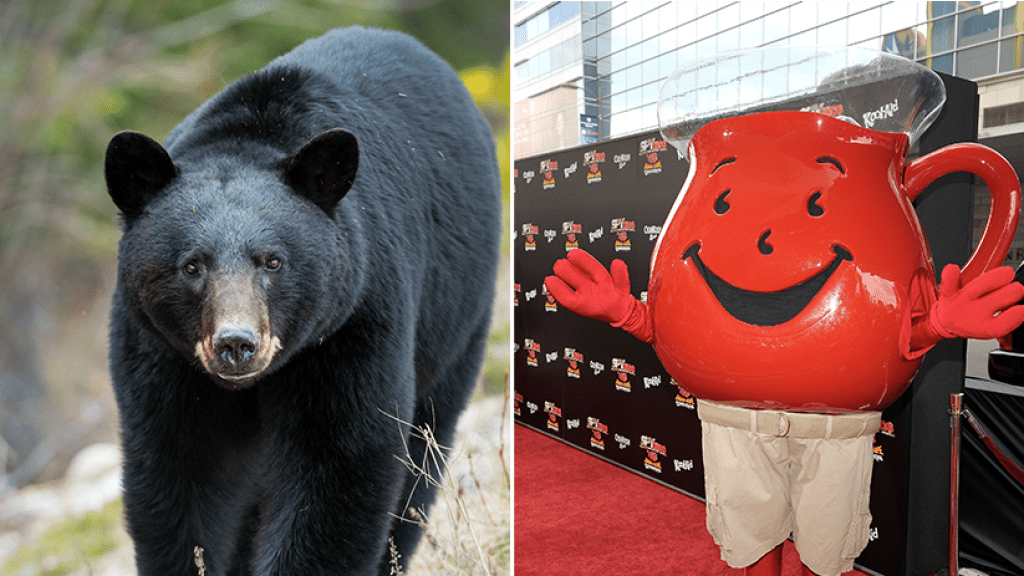 skynews-kool-aid-bears-colorado_4743423